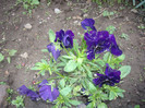 IMGP1577