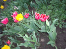 IMGP1581