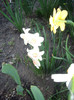 IMGP1594