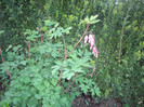 IMGP1610