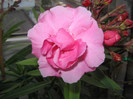 roz dublu