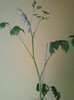 dicentra spectabilis(roz)