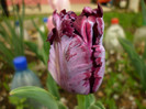 P1000366