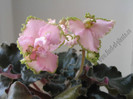 Saintpaulia Pink Lady