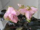 Saintpaulia Pink Lady