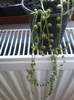 senecio rowlens
