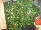 DSCN1360