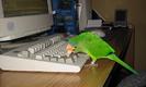 computer_animals%20%289%29