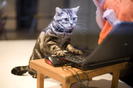 computer_animals%20%2819%29