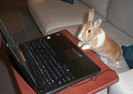 computer_animals%20%2820%29
