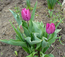 P1510584