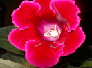 DSCN2429