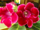 DSCN2432