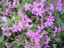 DSCN2447