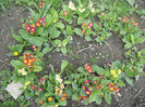 DSCN2452