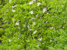 DSCN3234