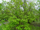 DSCN3243