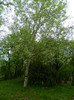 DSCN3246
