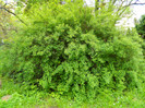 DSCN3265