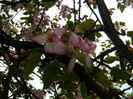 DSCN3296