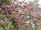 DSCN3310