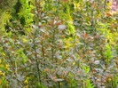 DSCN3338