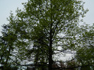 DSCN3352