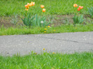 DSCN3374