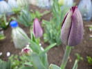 P1000378