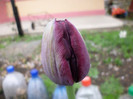 P1000381