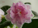 DSCN8145