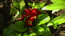 IMGA0862