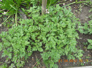 DSCN0587