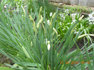 DSCN0590