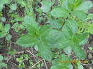 DSCN0596