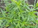 DSCN0607