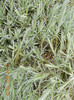 DSCN0576