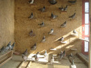 porumbei martie 2012