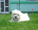 Minny