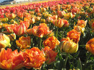 IMG_9042 - Copy