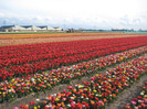 IMG_9050 - Copy