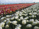 IMG_9051 - Copy