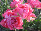 IMG_9055 - Copy