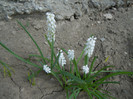 muscari alb