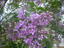 liliac la vecini;)