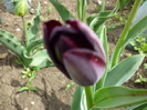 P1000404