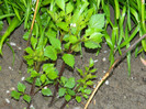 DSCN2995