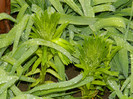 DSCN3032
