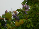 DSCN3037