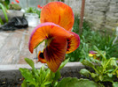 DSCN3056
